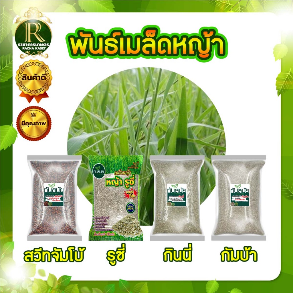 เมล็ดพันธุ์หญ้า รูซี่ / สวีทจัมโบ้ / กัมบ้า/กินนี่ม่วง ขาย1กก. เมล็ดพันธุ์ พืช เมล็ด หญ้าวัว