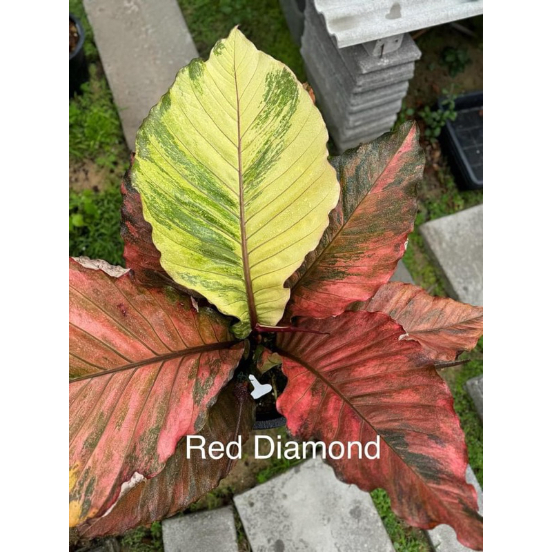Red Diamond เรดไดมอนด์ แดงดุเดือด สีแดงแสบตามาก #แดงดุ #เรดไดมอนด์ #โชคเก้าชั้น