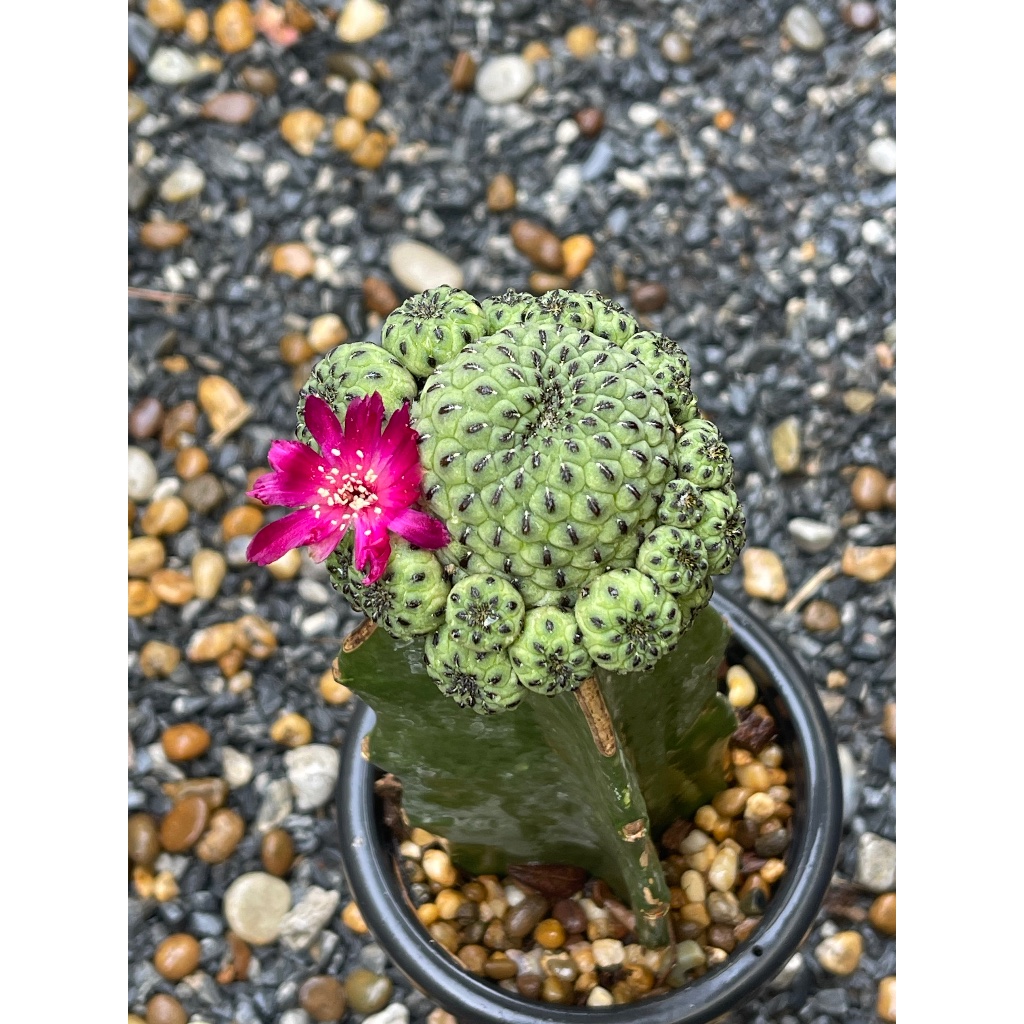 แอปเปิ้ลเขียว  ไม้กราฟ  หน่อดกๆ ดอกสีชมพู Sulcorebutia rauschii  “ Apple Green “ Cactus กระบองเพชร แคคตัส