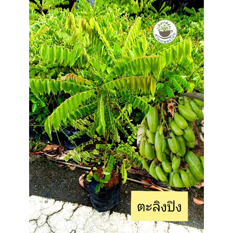 ต้นตะลิงปิง ผลรสเปรี้ยว ให้ผลดก ไม้ยืนต้น ตะลิงปลิง
