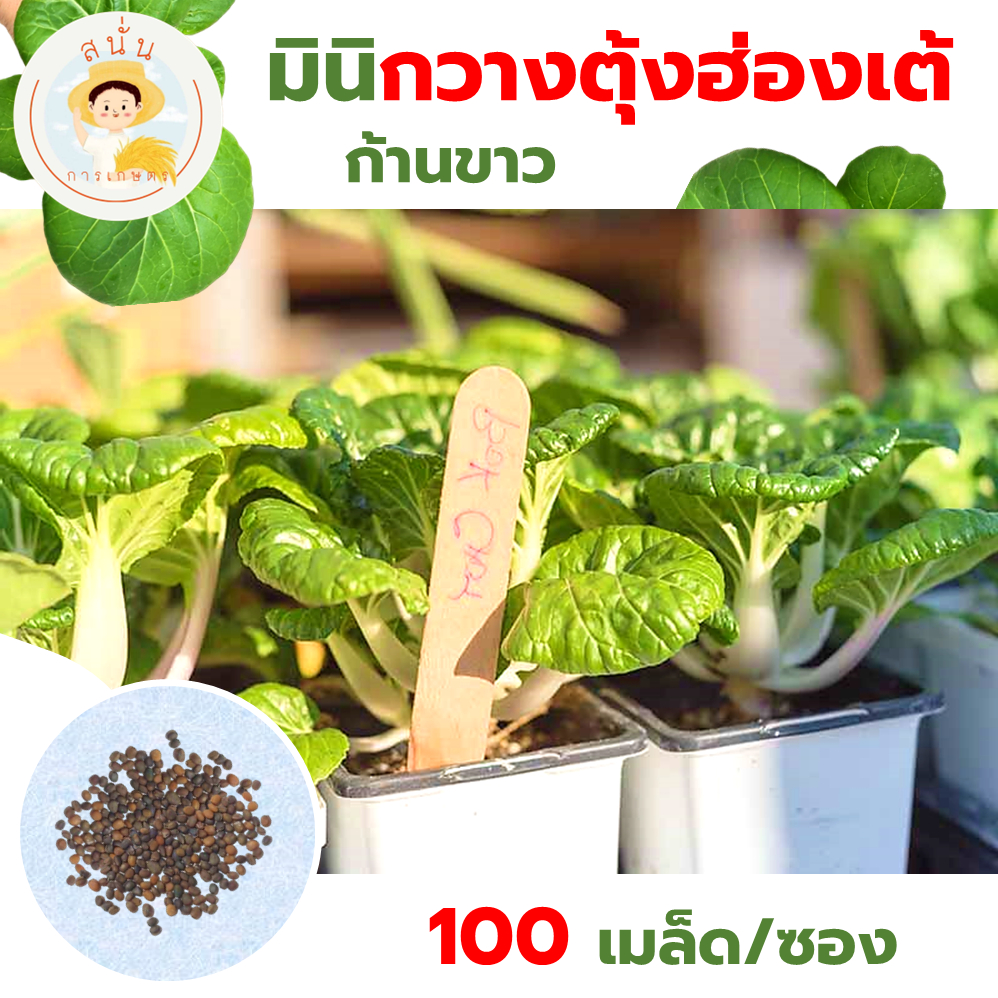 เมล็ดพันธุ์ผัก มินิ กวางตุ้งฮ่องเต้ ก้านขาว (Mini Bok Choy) ลำต้นเตี้ย ก้านใบสีขาว (1 ซอง 100 เมล็ด)