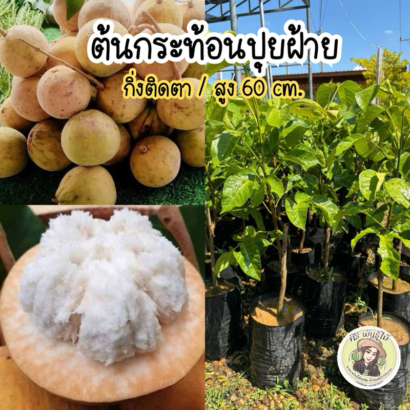 ต้นกระท้อนปุยฝ้าย กิ่งติดตา/สูง70-80ซม. ต้นแข็งแรงพร้อมปลูก