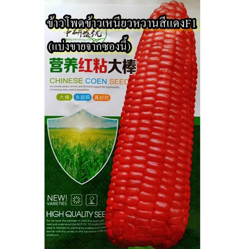 30 เมล็ด เมล็ดข้าวโพดข้าวเหนียวหวานสีแดงF1 (ปลูกง่าย รสชาติหวานหอมเหนียวนุ่ม เมล็ดสีแดง ฝักใหญ่ เมล็ดสม่ำเสมอ)