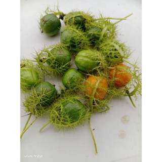 ผลสดกระทกรกป่าเก็บสดส่งตามออเดอร์80 ผล50 บาท