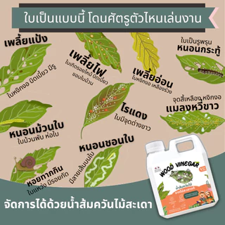 น้ำส้มควันไม้ 100% ซื้อ1แถม1 (ขนาด1ลิตร) เข้มข้น กลิ่นแรง ป้องกัน มด เพลี้ย แมลงศัตรูพืช เชื้อโรคและเชื้อรา