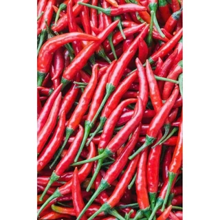 🌶️เมล็ดพริกแดงจินดา 30 เมล็ด (5แถม1คละได้)