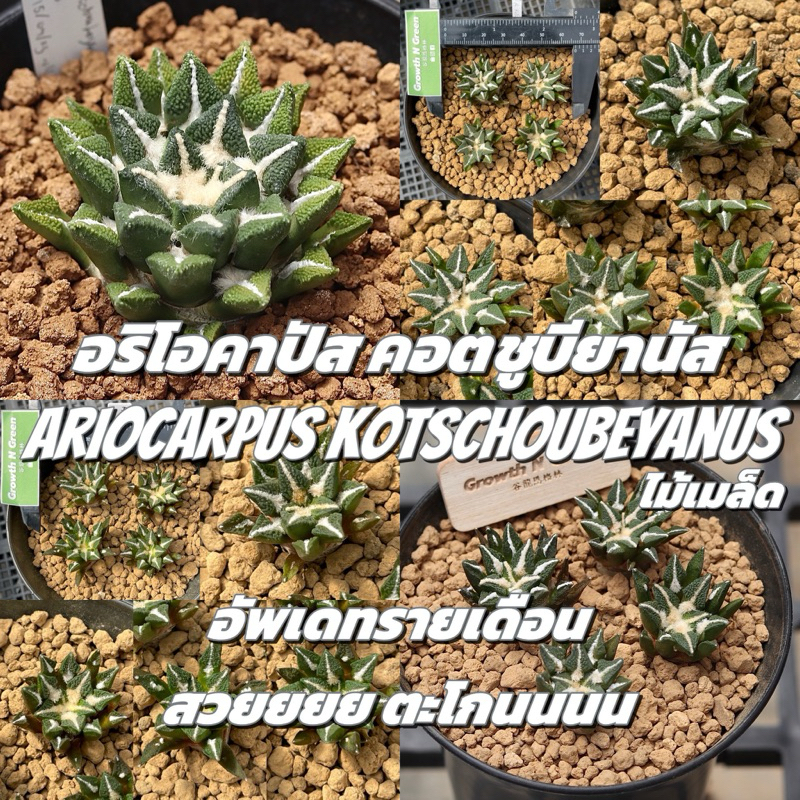 อริโอคาปัส คอตชูช้าง ไม้เมล็ด Ariocarpus kotschoubeyanus elephantidens หลายต้น เลือกได้ สวย หายาก สายเลือดดีทุกต้น