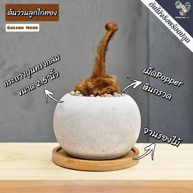 ต้นว่านลูกไก่ทอง (Golden Moss) พร้อมกระถางเซรามิก3"นิ้ว+จานรอง+เม็ดดินเผา(ต้นไม้มงคล)