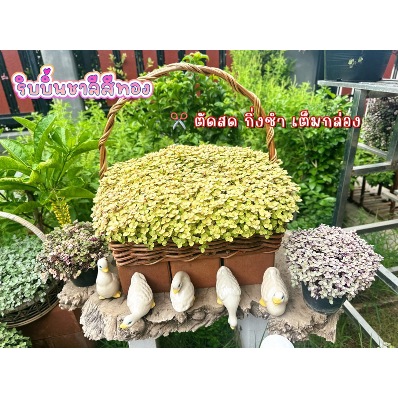 ริ้บบิ้นชาลีสีทองตัดสด กิ่งชำเต็มกล่องสำหรับชำ ปลูกง่าย