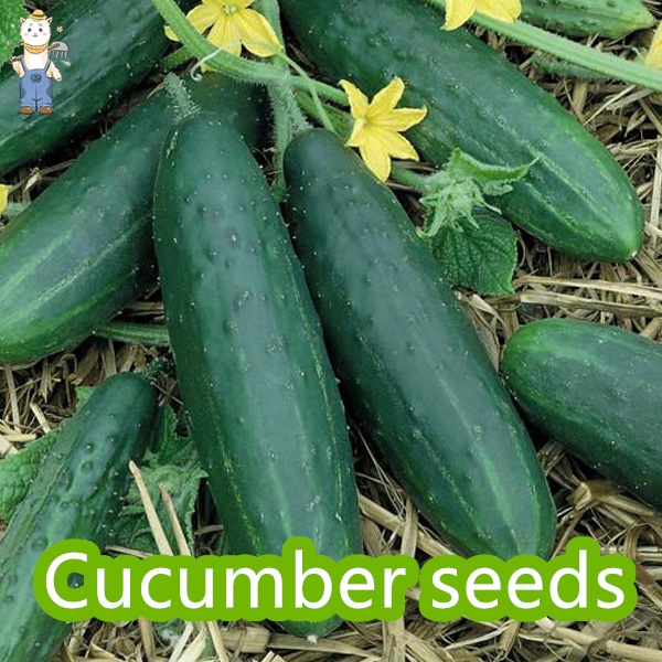 เมล็ดพันธุ์ แตงกวา เทนเดอร์กรีน 50 เมล็ด Tender Green Cucumber seed เมล็ดพันธุ์แท้ นำเข้าจากต่างประเทศ ปลูกผัก สวนครัว