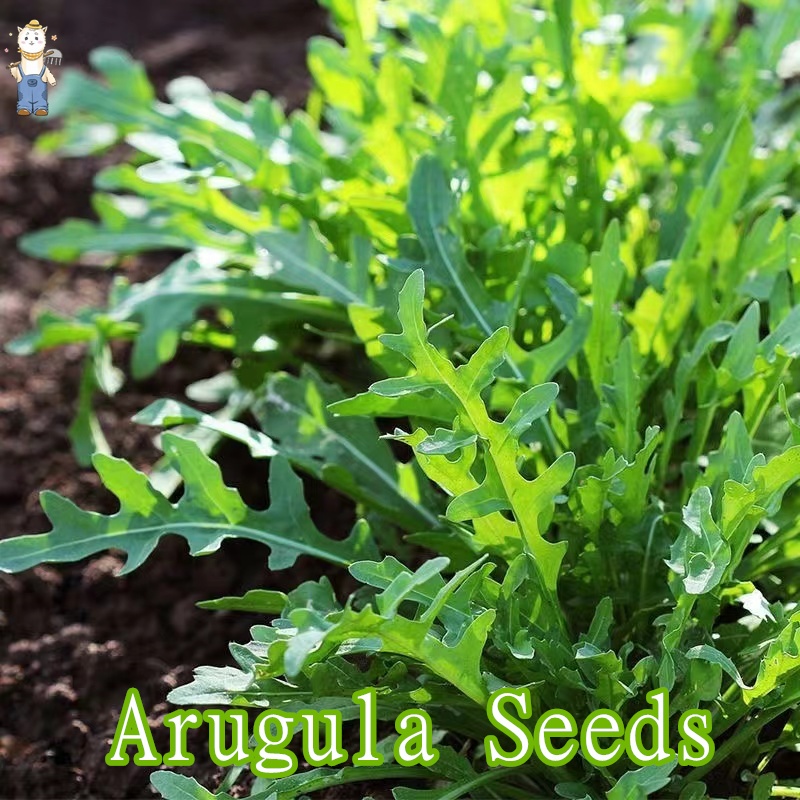 เมล็ดพันธุ์ ผักสลัด ร็อกเก็ตอิตาลี 400 เมล็ด I Arugula Seeds เมล็ดพันธุ์แท้ นำเข้าจากต่างประเทศ ปลูก