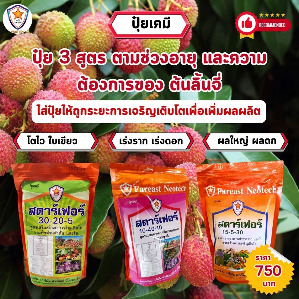 ปุ๋ยลิ้นจี่ เร่งโต เร่งเขียว เร่งการแตกราก ออกดอก ผลใหญ ผลดก สตาร์เฟอร์ 3 สูตร เพิ่มผลผลิตลิ้นจี่
