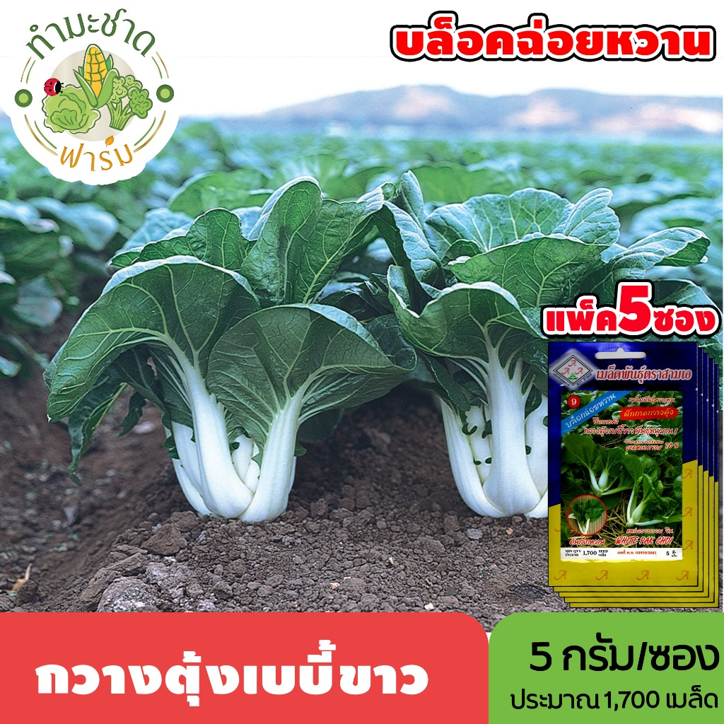 [แพ็ค 5 ซอง] 3A เมล็ดพันธุ์ กวางตุ้งเบบี้ขาว ขนาดซองละ5กรัม ประมาณ1,700เมล็ด/ซอง PAK CHOI ผักกาดกวางตุ้ง บล็อกฉ่อย