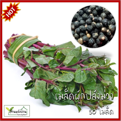 50 เมล็ด ผักปลังแดง เมล็ดผักปลัง ผักปลัง เมล็ดผักปลัง เมล็ดผักปลังม่วง ผักปลังม่วง