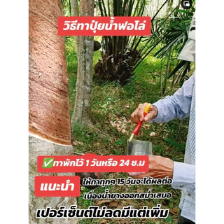 ปุ๋ยน้ำฟอโล่ 6ขวด ฟื้นฟูยางตายนึ่ง เปลือกนิ่มกรีดง่าย น้ำยางเพิ่มขึ้น หน้ายางไม่ดำ ป้องกันโรคราดำ