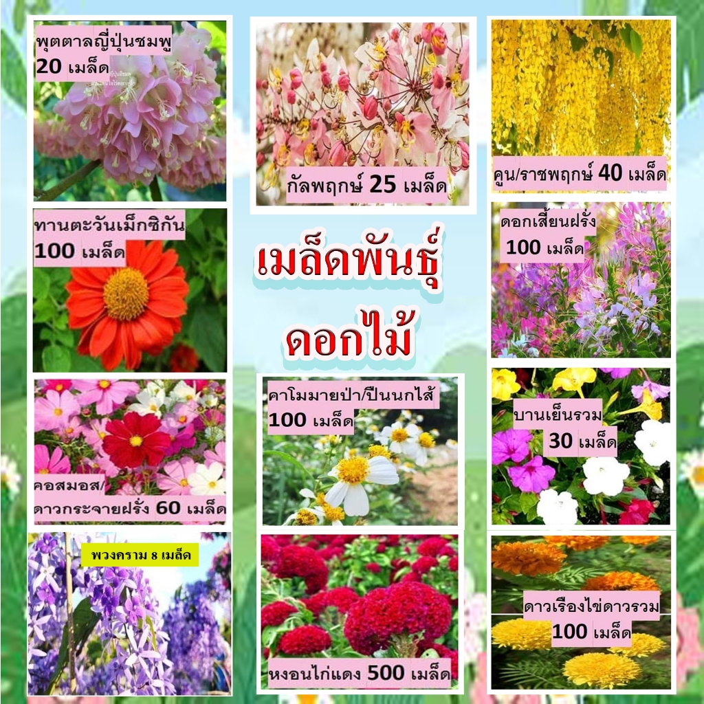ดอกไม้พื้นบ้านสวนแทนใจไร่ดอกเหงื่อ เมล็ดพันธุ์ปลูกต่อได้