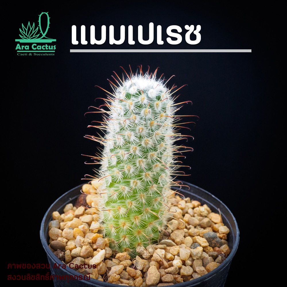 สวนขายเอง! แมมเปเรซ เปเรส หนามตะขอ Mammillaria perez-de-la-rosae ไซส์กระถาง 3 นิ้ว แคคตัส กระบองเพชร ต้นไม้ประดับ อวบน้ำ