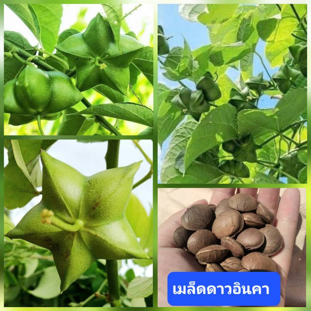 เมล็ดดาวอินคา 20 เมล็ด (สำหรับปลูก) ถั่วดาวอินคา