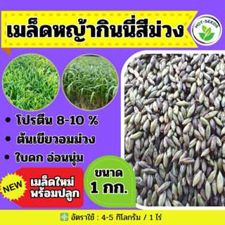 ✅ กินนี กินนี่สีม่วง 1 กิโลกรัม (คัดเมล็ดเกรดA)