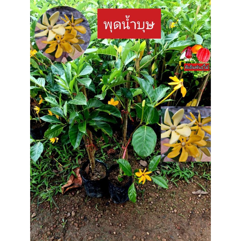 ต้นพุดน้ำบุษ กลิ่นหอม ออกดอกตลอดปี พุดน้ำบุด