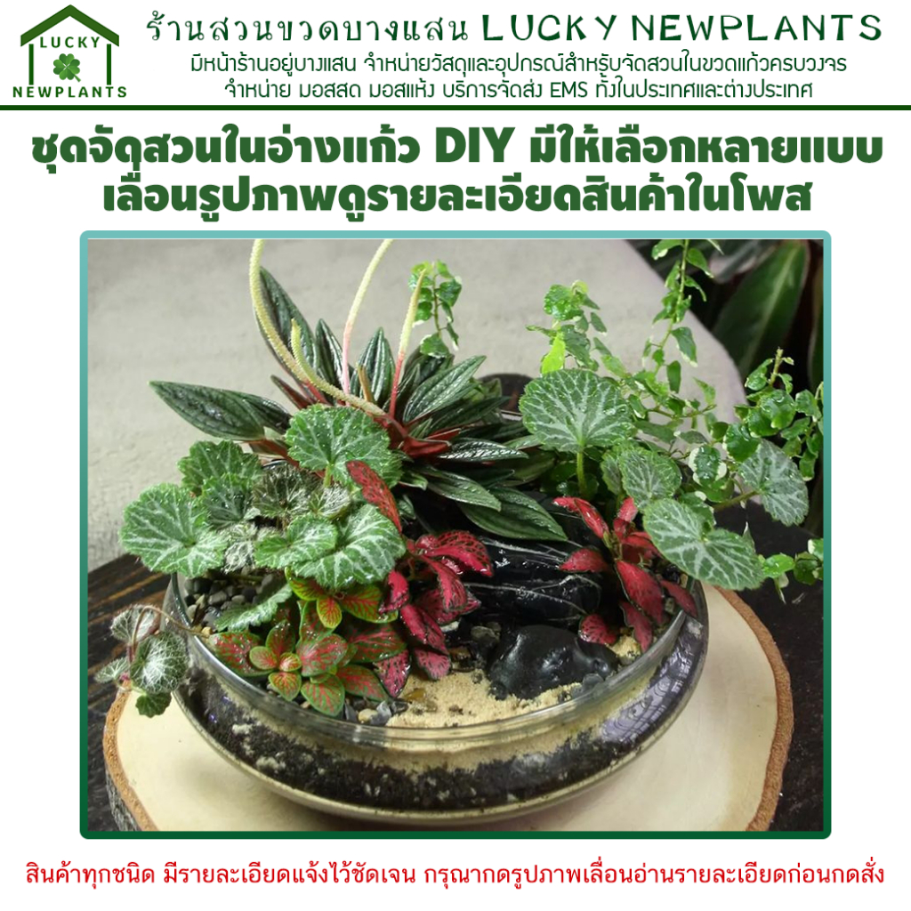 สวนถาด ปลูกในอ่างใส ชุดปลูก DIY ต้นไม้จิ๋ว มีให้เลือกหลายขนาด