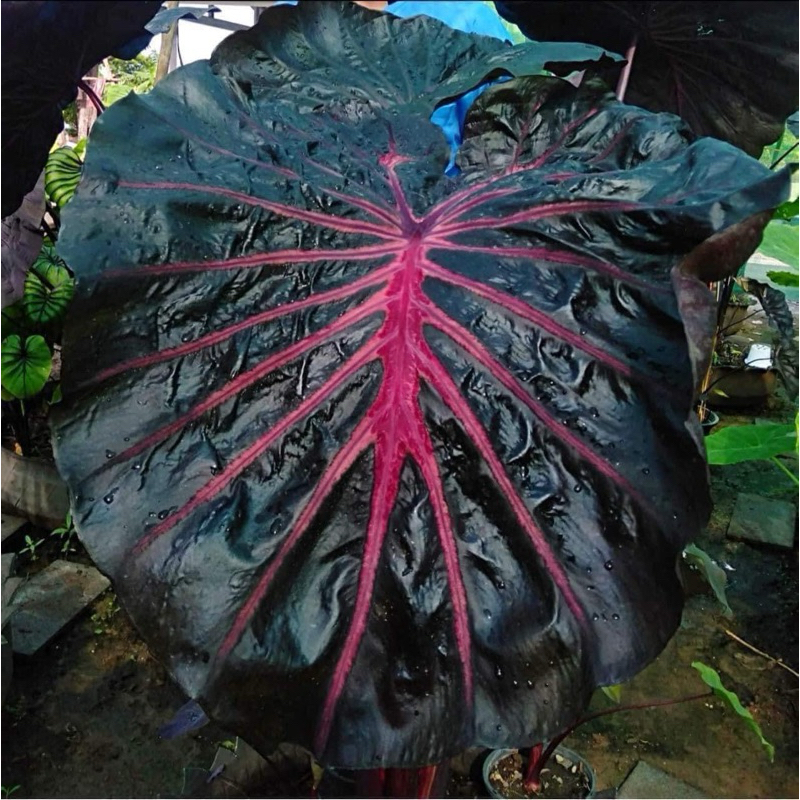 โคโลคาเซียซีเคร็ด(Colocasia Secrets)ไม้ฟอกอากาศ ไม้มงคล บอนสี ไม้ประดับ ไม้แต่งสวน ราคาถูกสุดๆ ไม้ด่าง ไม้หายาก