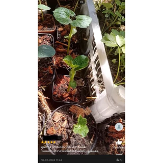เมล็ดพันธุ์ มะระจีน 4 เมล็ด [ 10แถม2 ]คละได้