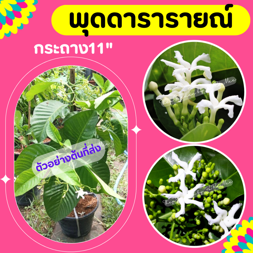 ต้นพุดดารารายณ์ กระถาง 11 นิ้ว