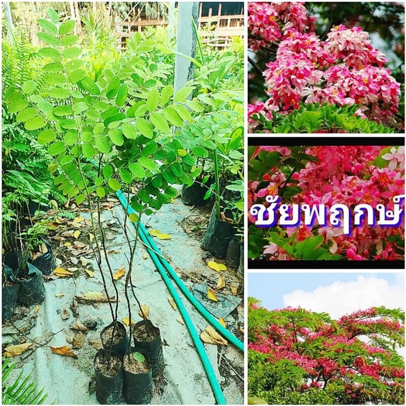 ต้นชัยพฤกษ์ ต้นไม้เเห่งชัยชนะ ไม้มงคล ดอกสีชมพูเข้ม ต้นพันธุ์เเข็งเเรงพร้อมปลูก สินค้าเสียหายยินดีเคลมฟรี