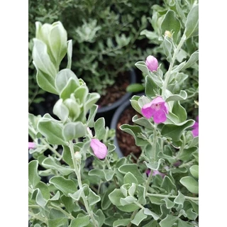 ต้นนีออน ใบเทา ใบเงิน ดอกม่วง Leucophyllum frutescens Ash bush Purple sage