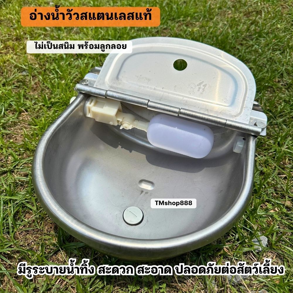 ถาดน้ำวัวสแตนเลสอัตโนมัติ ให้น้ำวัว แพะ มีรูระบายน้ำ ไม่เป็นสนิม