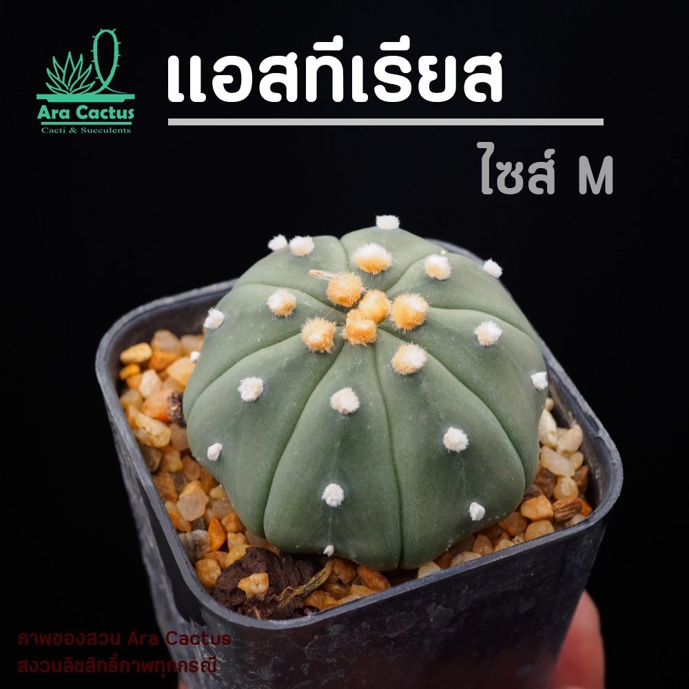 สวนขายเอง! แอสโตร Astrophytum asterias กระถาง 2 นิ้ว แคคตัสปลาดาว กระบองเพชร สวยๆ แคนตัส ตะบองเพชร