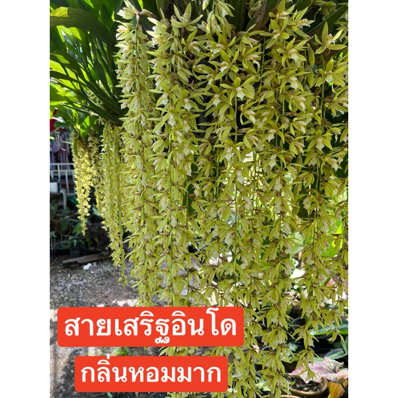 กล้วยไม้สายเสริฐอินโด ดอกสวย กลิ่นหอม