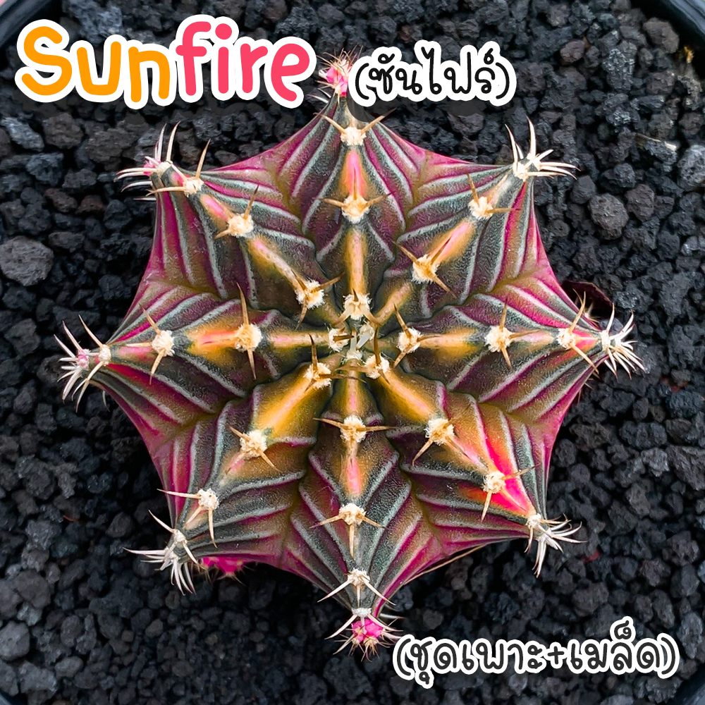 ชุดเพาะเมล็ด Sunfire (ซันไฟร์) กระบองเพชร/แคคตัส