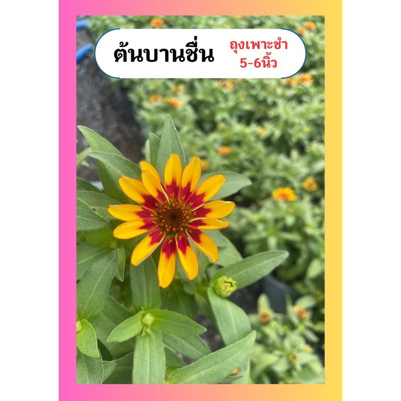 ต้นบานชื่น ดอกสวย เลี้ยงง่าย ทนแดด ไม้ล้มลุก ถุงเพาะชำ6นิ้ว