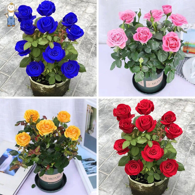 ปลูกง่าย ปลูกได้ทั่วไทย บอนสี 100 เมล็ด เมล็ดบอนสี  บอนสีหายาก ต้นไม้ประดับ ไม้ประดับ Colorful Rainbow Rose Flower Seeds - รูปที่ 2