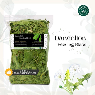 Exotic Essentials 🌿 Dandelion ใบแดนดิไลออน *ใบสวยและใหญ่* สำหรับกระต่าย แกสบี้ ชินชิล่า แพรรีด็อก