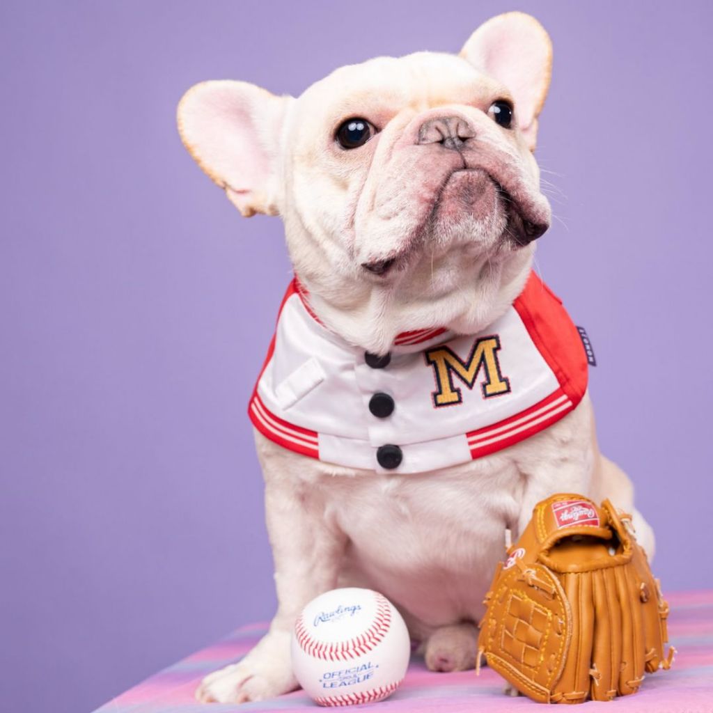 Momoji Basepaws Red Pet Bib ชุดสุนัข ชุดแมว