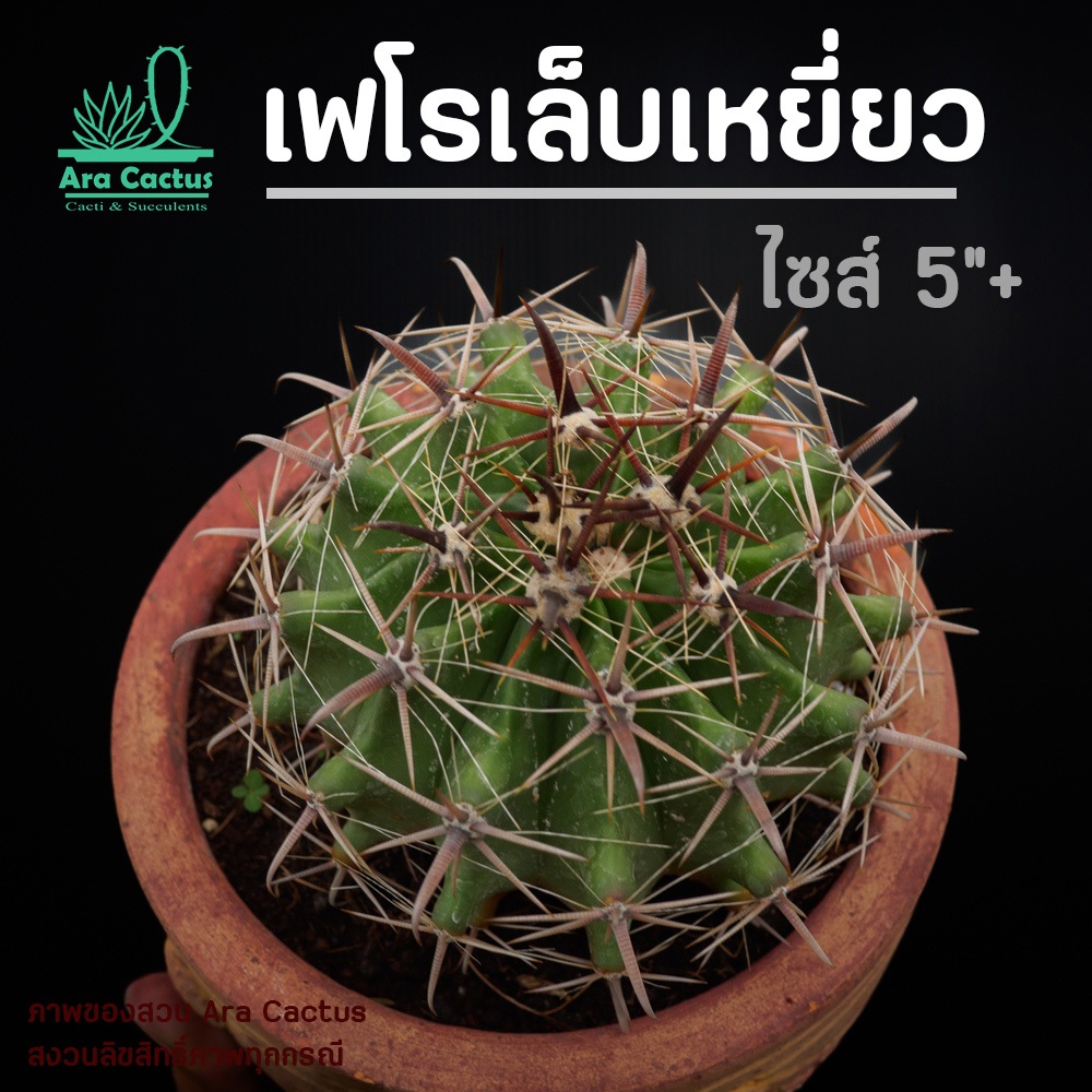 สวนขายเอง! เฟโรเล็บเหยี่ยว Ferocactus latispinus ไซส์ L  ไซส์กระถาง 6 นิ้ว แคคตัส กระบองเพชร ต้นไม้ประดับ อวบน้ำ