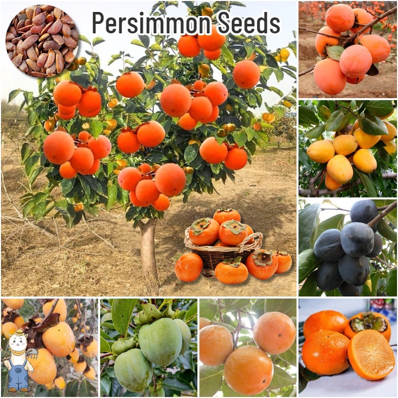 เมล็ดพันธุ์ ลูกพลับ ต้นพลับ Mixed Persimmon Tree Seed Fruit Seeds for Planting Fruit Plants บรรจุ 25 เมล็ด