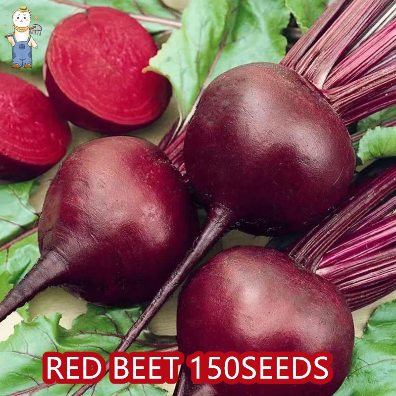 เมล็ดพันธุ์อินทรีย์ ปลูกกลางแจ้ง (50เมล็ด) เมล็ดพันธุ์ บีทรูท ปลูกง่าย อัตราการงอกสูง Giant Dark Red Beets Seeds