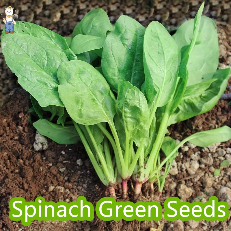 ปวยเล้ง เมล็ดพันธุ์ Spinach Seeds – งอกง่าย 100เมล็ด ใบใหญ่มาก ทานอร่อย เมล็ดปวยเล้ง Chinese Spinach Vegetable Seeds