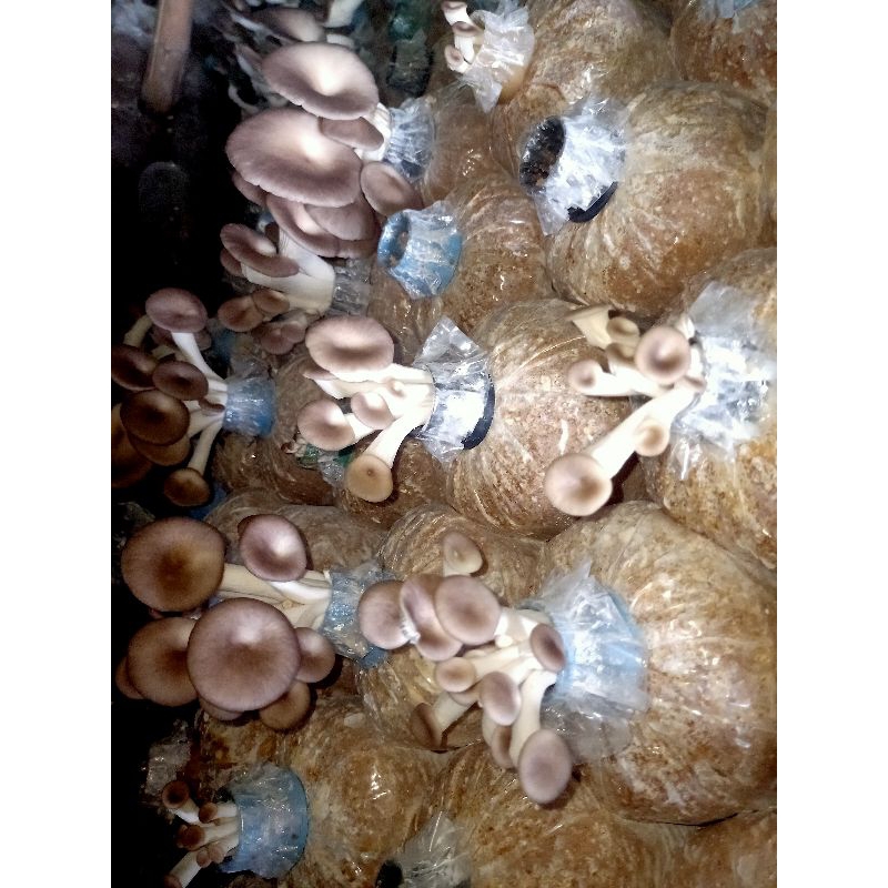 ก้อนเชื้อเห็ดนางฟ้าเก็บได้นาน 4-6 เดือนแค่วางไว้รดน้ำเพียงเล็กน้อยก็จะมีเห็ดไว้รับประทานวางไว้ในโรงรถในห้องน้ำ