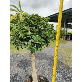 ต้นช้อนเงินช้อนทอง ฟอร์มหัวใหญ่ใบแน่น ต้นสูง 60-80 cm ไม้มงคล ดีไซน์สวยเหมาะแก่การจัดสวนมากค่ะ ถูกๆจากสวน
