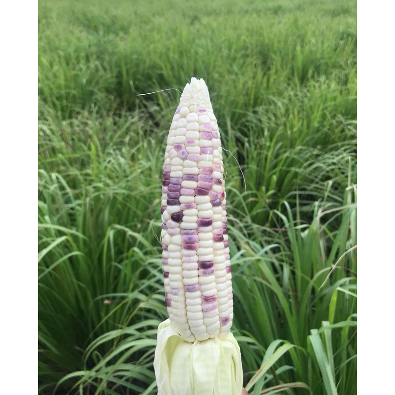 เมล็ดพันธุ์ ข้าวโพดขาวม่วง 50 เมล็ด [10แถม2]คละได้