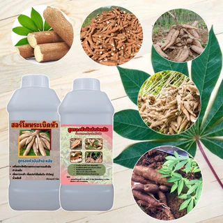 ฮอร์โมนเร่งหัวมันสําปะหลัง ซื้อ 1 ลิตร ฟรี 1 ลิตร