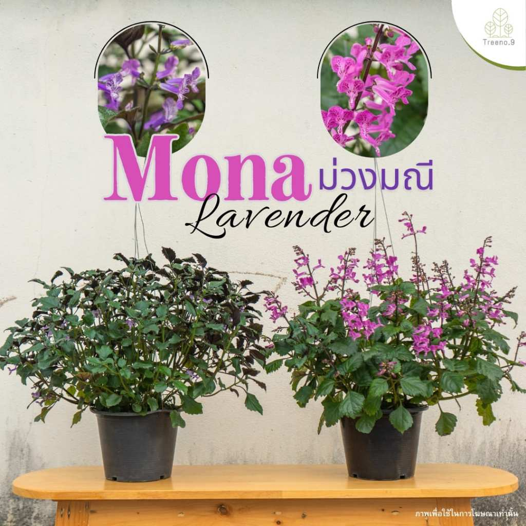 Treeno.9 T200 อาจูก้า หรือ ม่วงมณี (Mana Lavender) กระถาง 6-8 นิ้ว สูง 30-40 cm