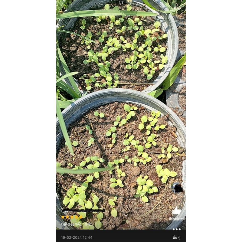 เมล็ดพันธุ์ เบบี้กรีนคอส 100 เมล็ด [ 10แถม2 ]คละได้ - รูปที่ 7