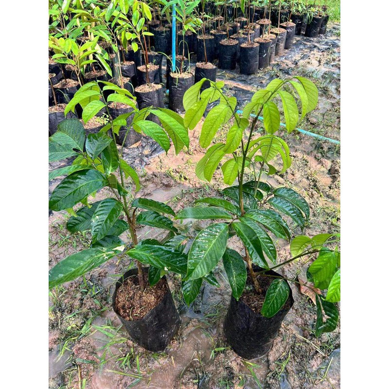 ต้นลองกองตันหยง​มัสเสียบยอด หรือ​ ซีโป​ ขนาด​40-60 ซม.​ รับประกันสินค้าทุกกรณี