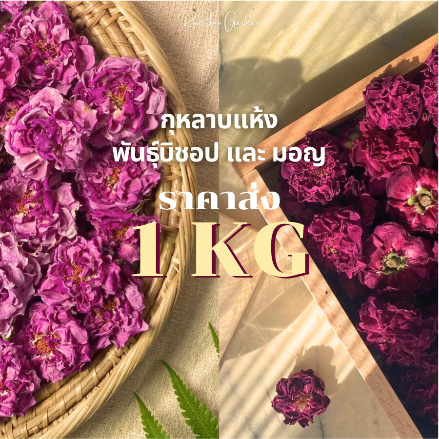 ราคาส่ง 1KG | ดอกกุหลาบแห้ง ชากุหลาบ พันธุ์ มอญ / บิช็อป จากอังกฤษ | Premium Rose Tea Organic 100% | Rose Thip Garden